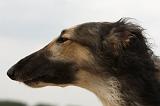 BARZOI 152